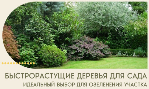 Быстрорастущие деревья для сада идеальный выбор в Добрянке
