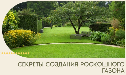 Секреты создания роскошного газона в Добрянке